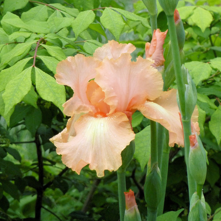 Iris germanica 'Many Mahalos' ~ Many Mahalos Bearded Iris