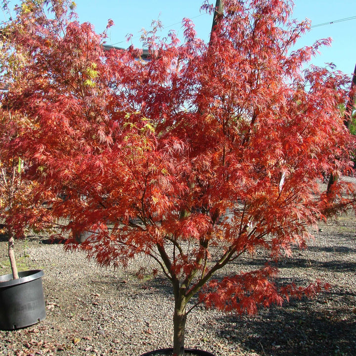 Acer palmatum 'Seiryu' ~ Seiryu Japanese Maple