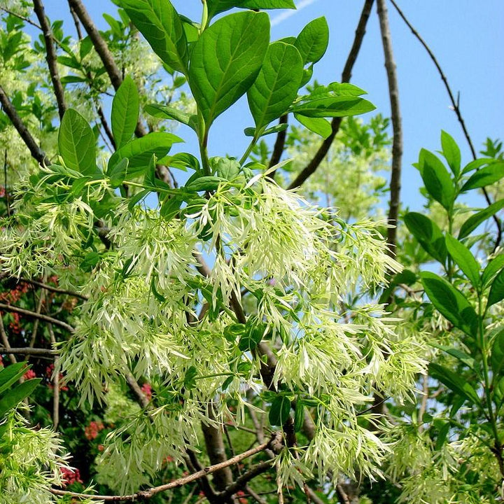 Chionanthus virginicus ~ Árbol de franja blanca