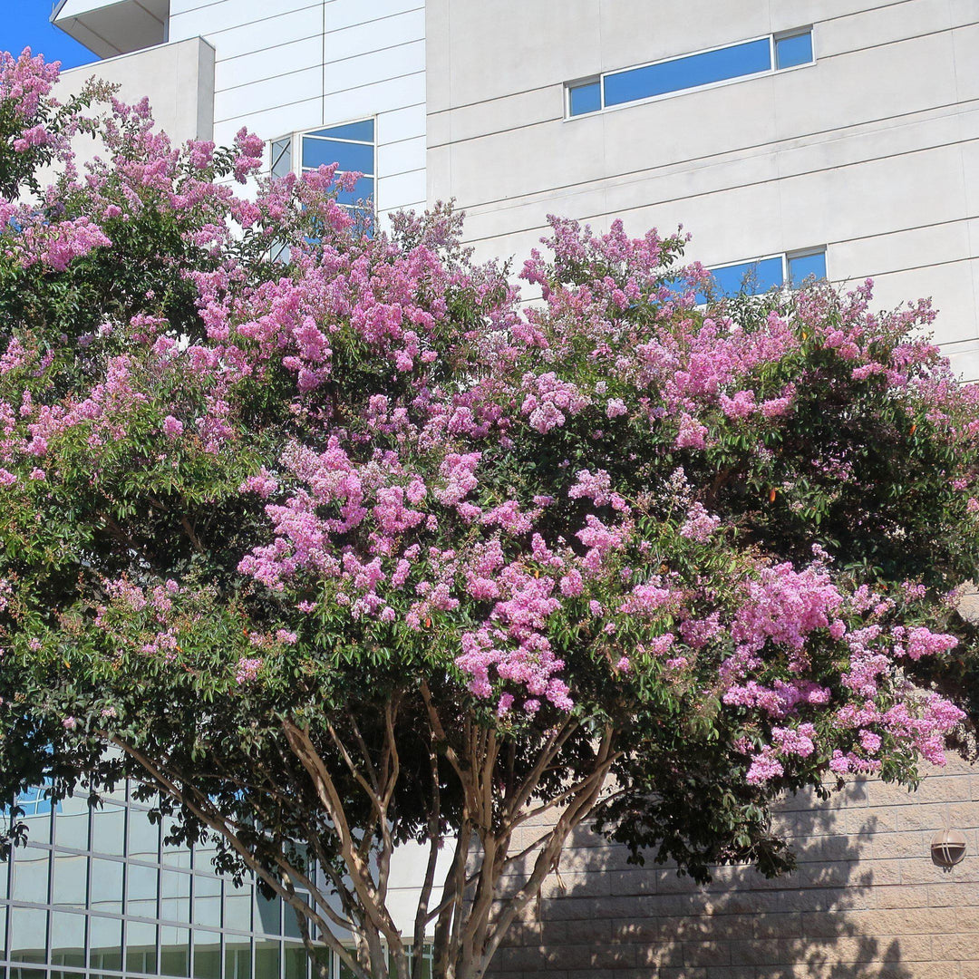 Lagerstroemia indica x fauriei 'Muskogee' ~ Muskogee Crape Myrtle