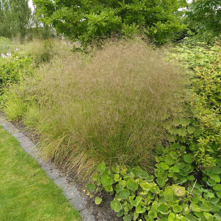 Deschampsia cespitosa 'Goldtau' ~ Golden Dew Tufted Hair Grass