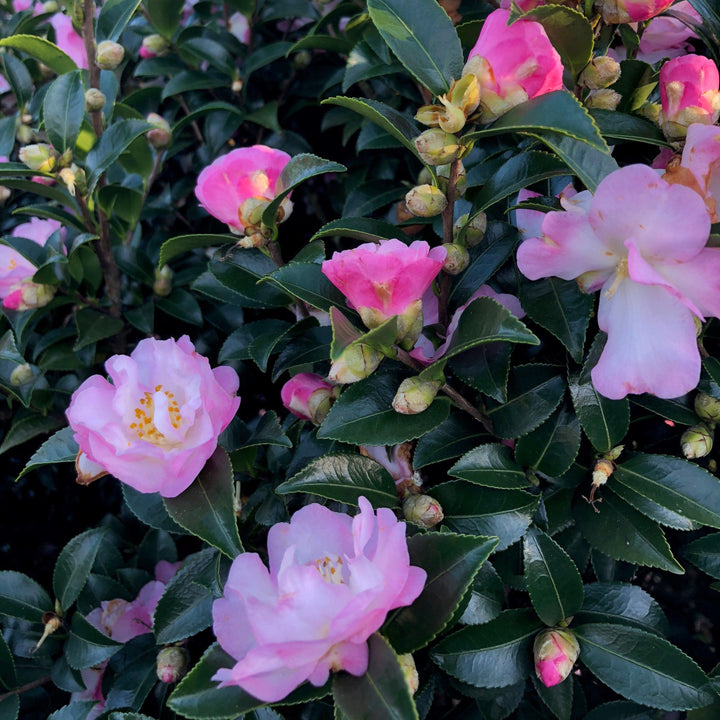Camellia sasanqua 'Green 94-035' PP20465 ~ October Magic® Orchid™ Camellia