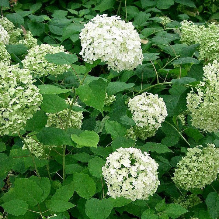 Hydrangea arborescens 'Annabelle' ~ Mophead Hydrangea, Annabelle Hydrangea