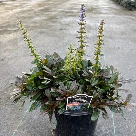 Ajuga reptans 'Valfredda' ~ Chocolate Chip Bugleweed