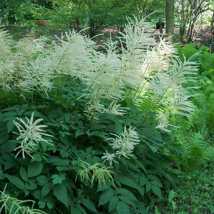 Aruncus dioicus ~ Goat's Beard