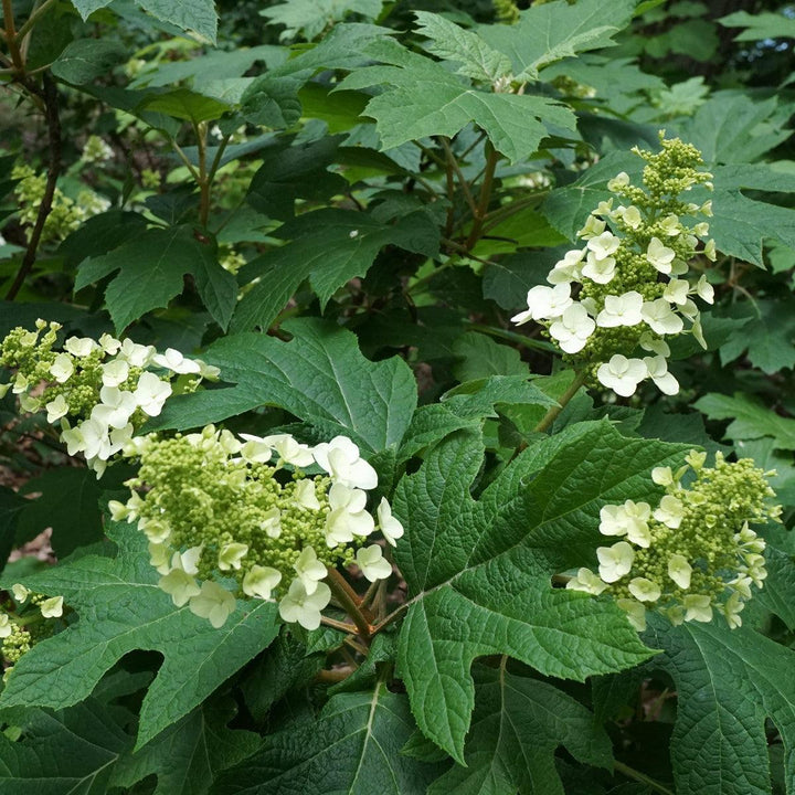 Hydrangea quercifolia 'Snow Queen' ~ Snow Queen Hydrangea