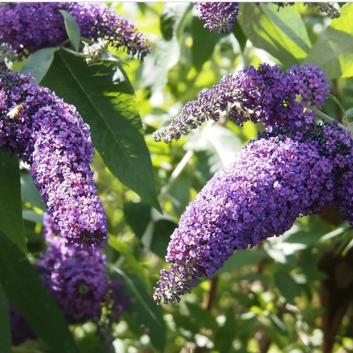 Buddleia x 'Podaras #8' ~ Flutterby Petite® Blue Heaven Butterfly Bush