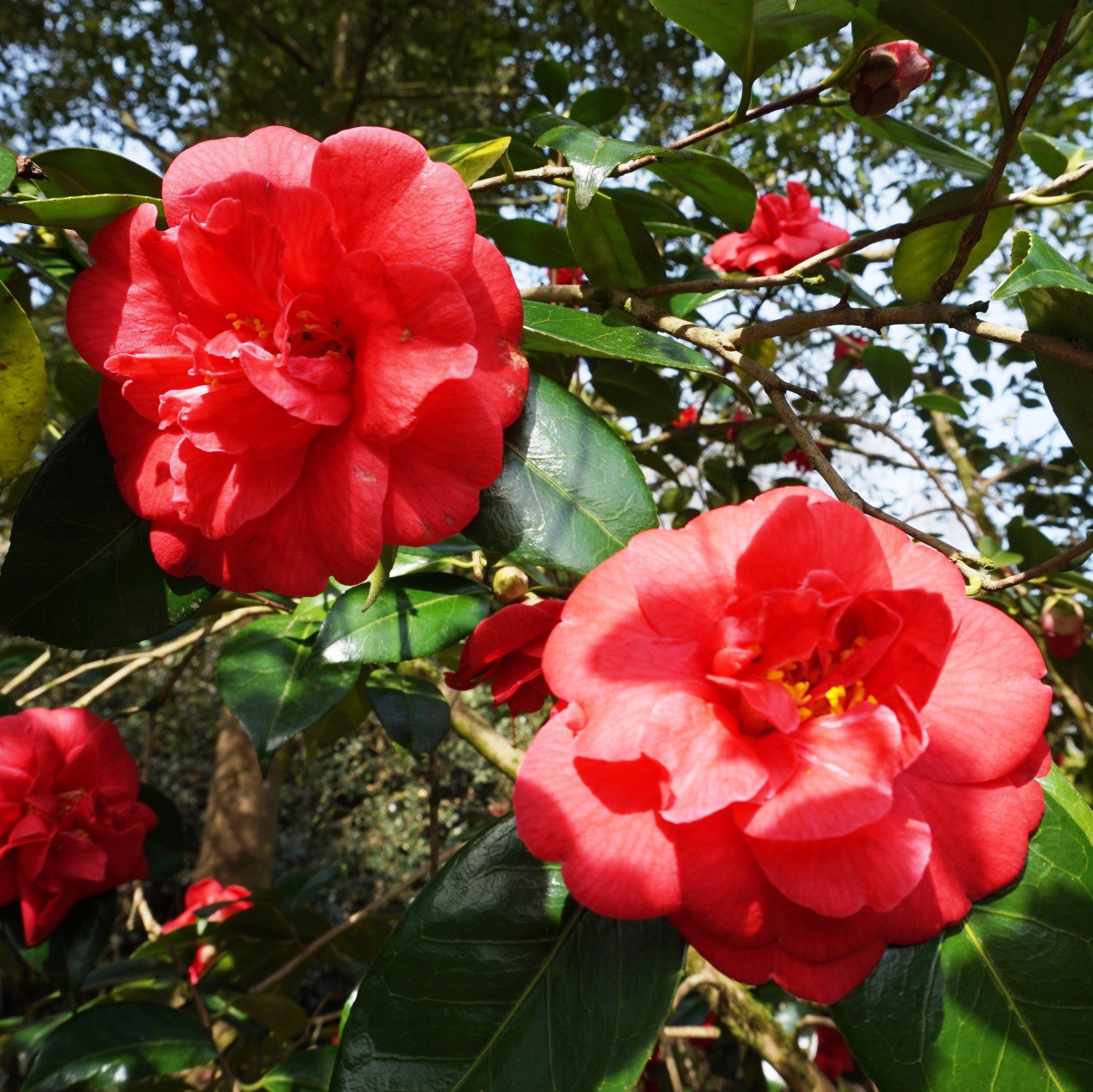 Camellia sasanqua 'Hot Flash' ~ Hot Flash Camellia – JTSOP Farms
