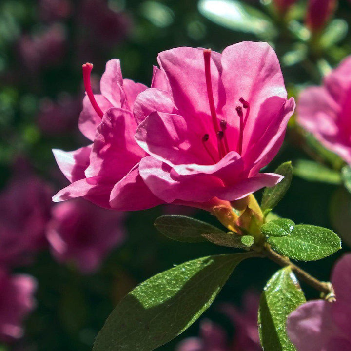 Rododendro 'Conlea' ~ Encore® Autumn Rouge™ Azalea