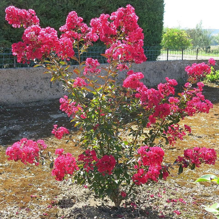 Lagerstroemia indica 'GAMAD VI' PP22,161 ~ Berry Dazzle® Dwarf Crape Myrtle