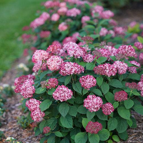 Hydrangea arborescens 'NCHA3' ~ Invincibelle® Ruby Hydrangea