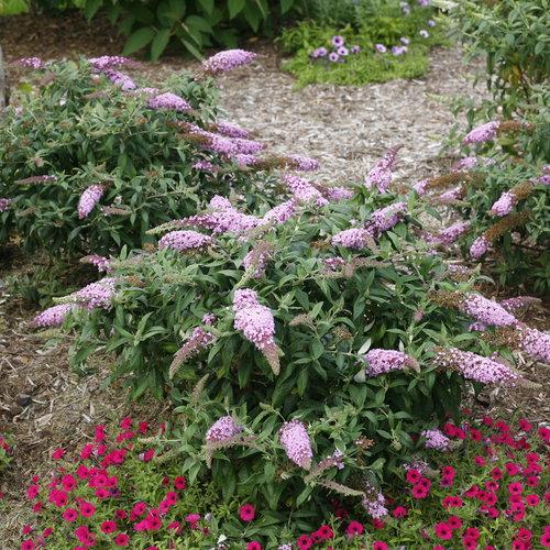 Buddleia davidii 'Pugster Pink' ~ Pugster Pink® Dwarf Butterfly Bush