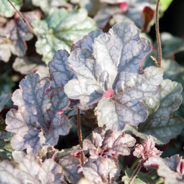 Heuchera x 'Silver Scrolls' ~ Silver Scrolls Coral Bells