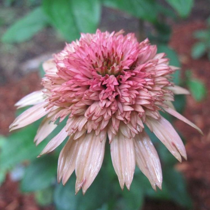 Echinacea 'Raspberry Truffle' ~ Raspberry Truffle Echinacea, Coneflower