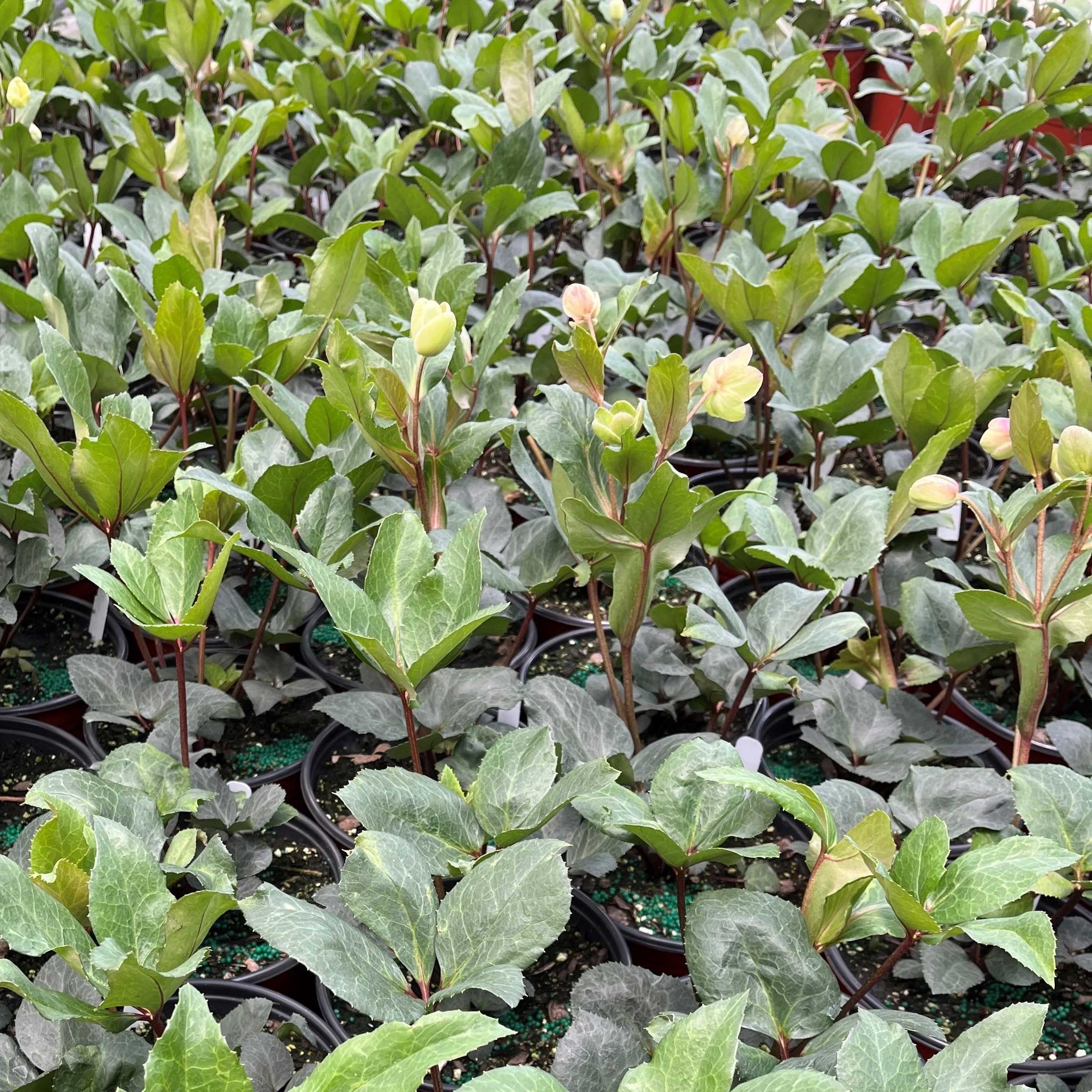 Helleborus x ballardiae 'COSEH 710' ~ HGC® Pink Frost Lenten Rose