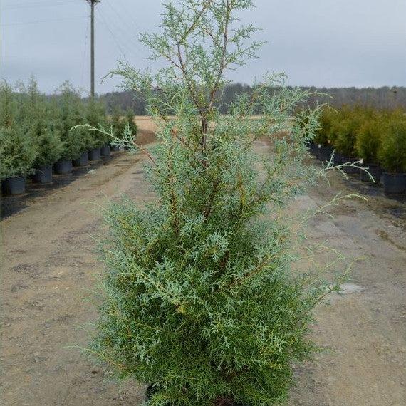 Cupressus arizonica glabra 'Carolina Sapphire' ~ Carolina Sapphire, Smooth Arizona Cypress