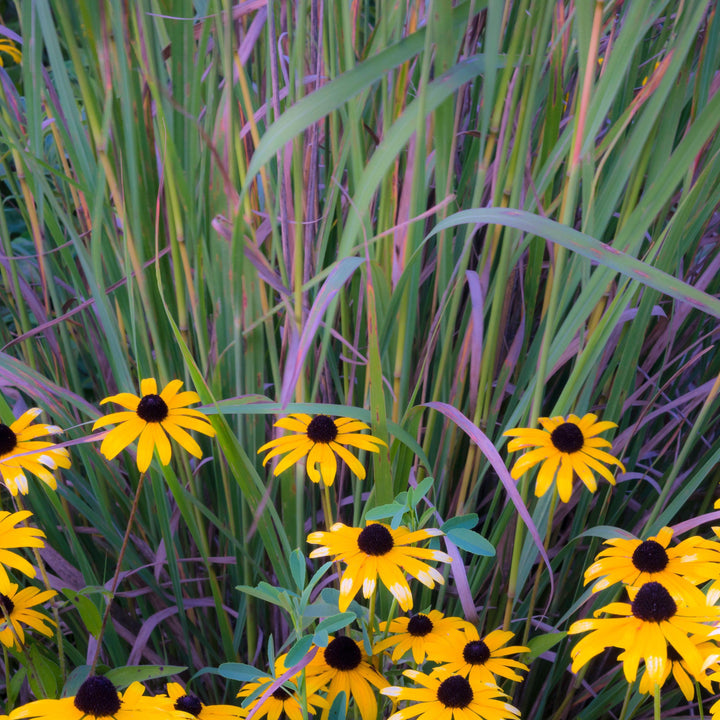 Schizachyrium scoparium 'Twilight Zone' PP27432 ~ Twilight Zone Little Bluestem