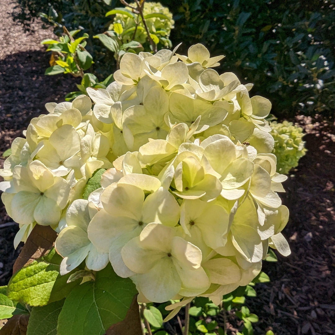 Viburnum macrocephalum 'Sterile' ~  Sterile Viburnum, Chinese Snowball