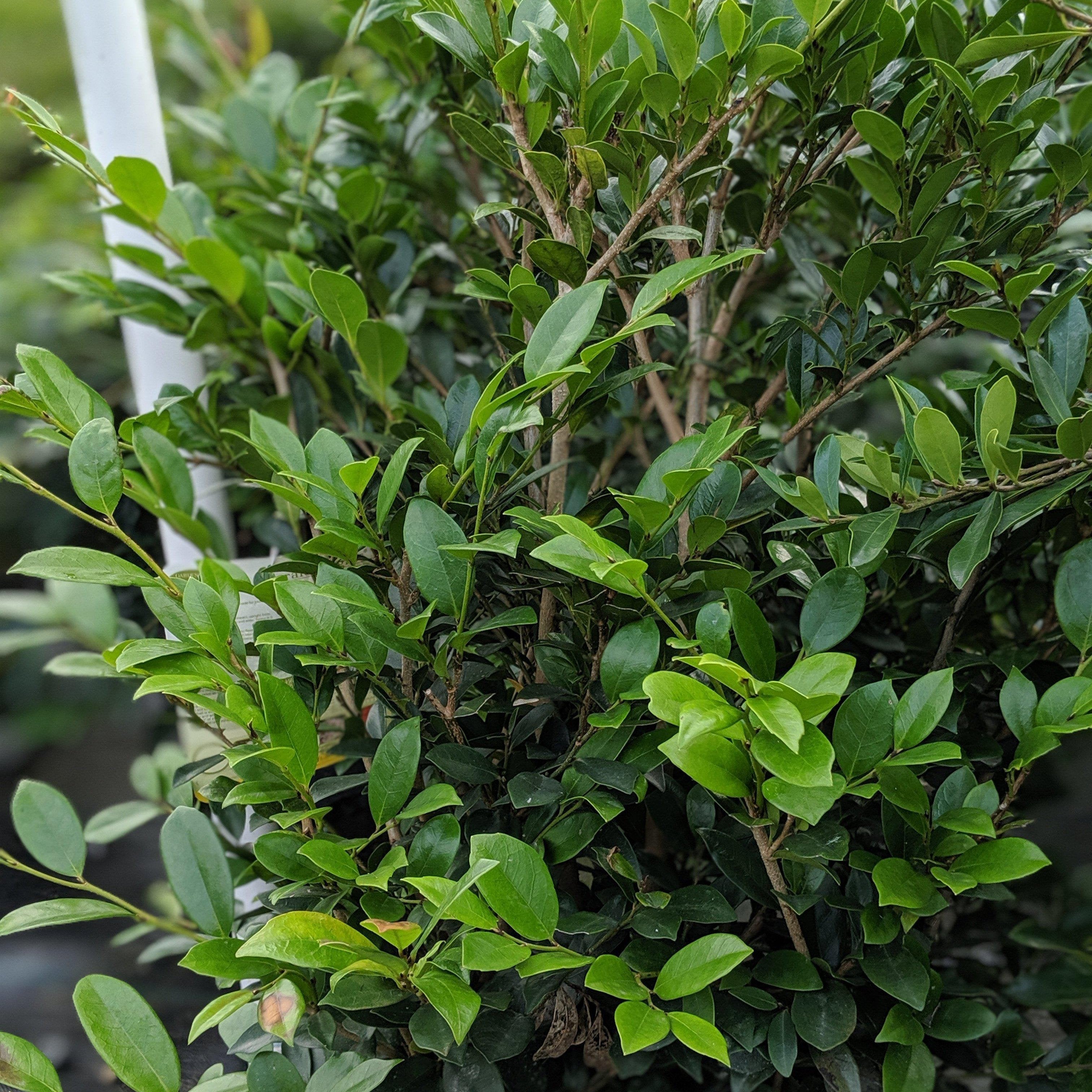 Distylium 'PIIDIST-I' PP24,410 ~ Emerald Heights® Evergreen Distylium ...