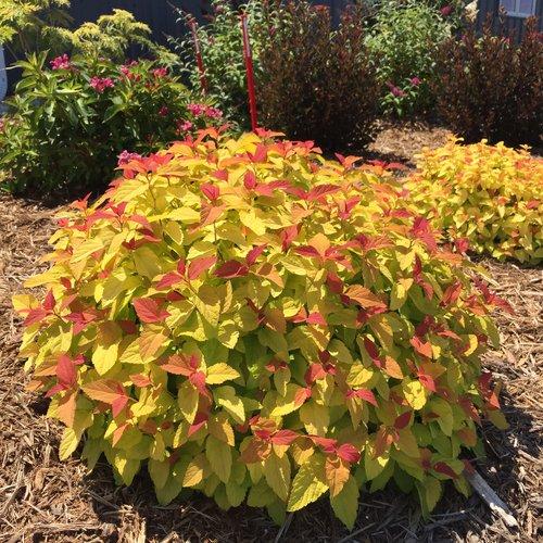 Spiraea japonica 'NCSX1' ~ Double Play® Candy Corn® Spirea