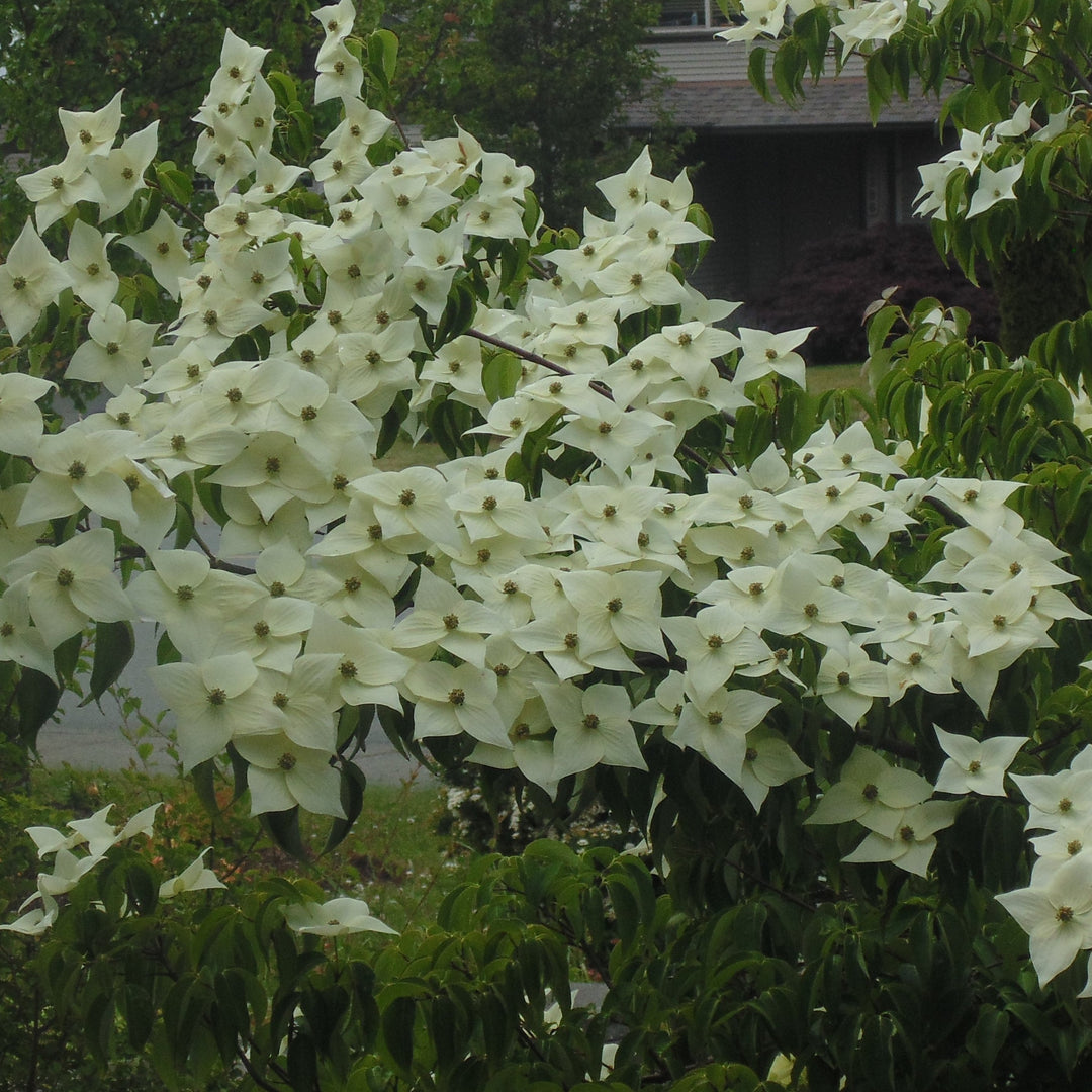 Cornus kousa var. chinensis 'Vía Láctea' ~ Cornejo chino de la Vía Láctea