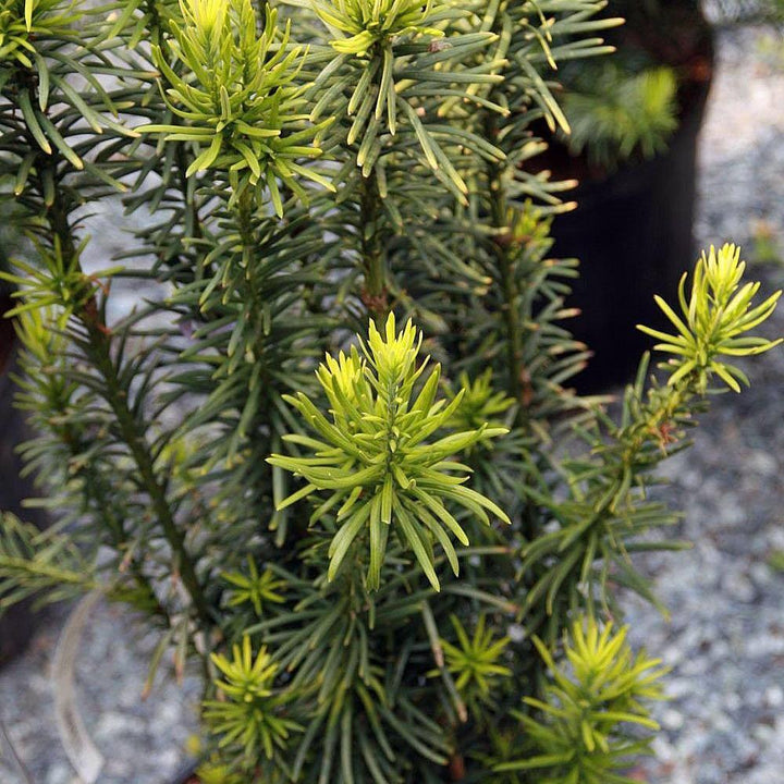 Cephalotaxus harringtonia 'Fastigiata' ~ Tejo ciruela japonés vertical