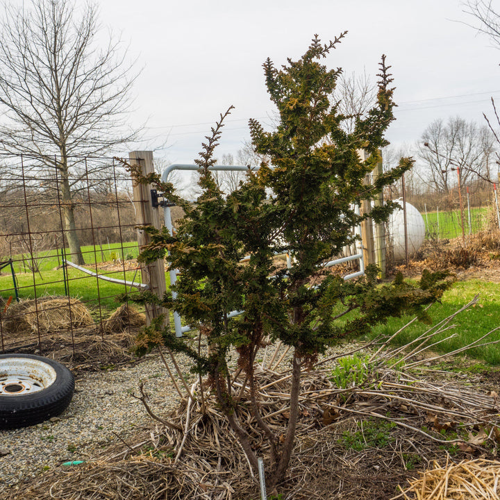 Chamaecyparis obtusa 'Filicoides' ~ Fernsprey False Cypress