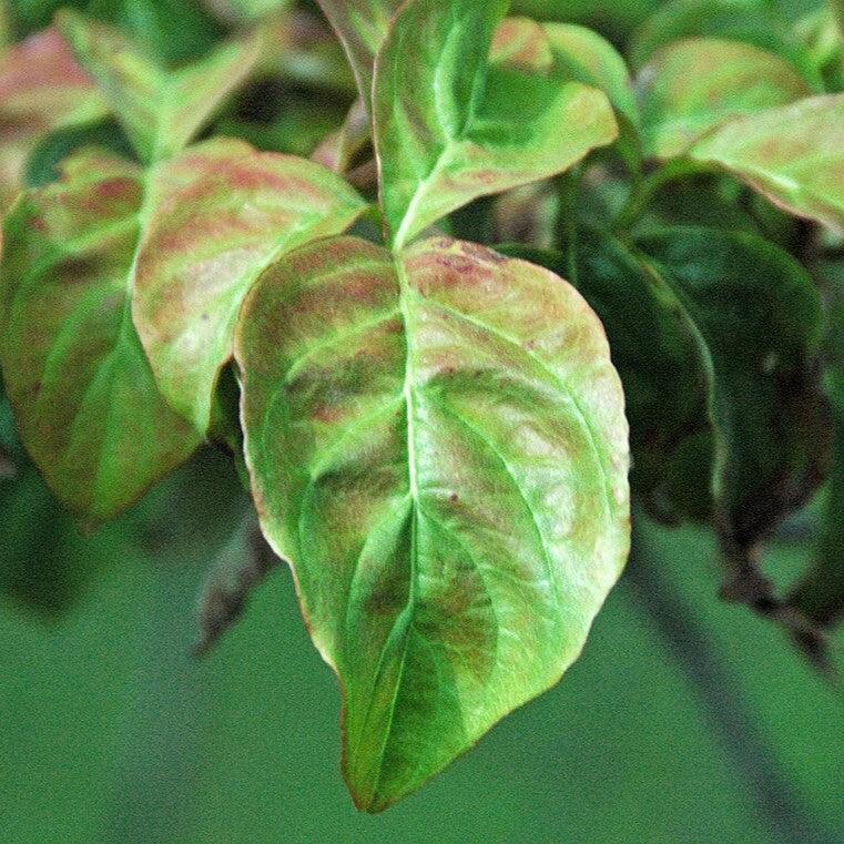 Cornus florida 'Jefe Cherokee' ~ Cornejo Jefe Cherokee