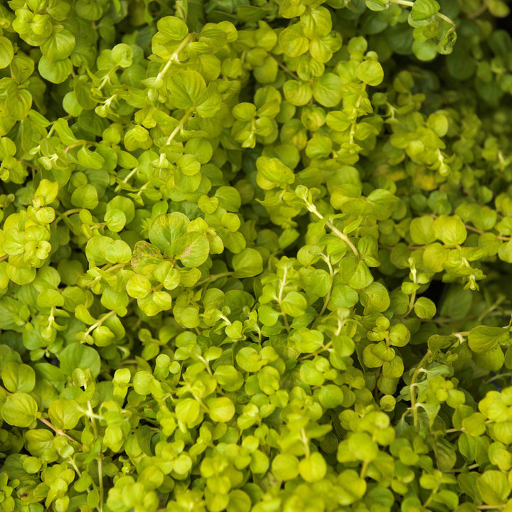 Lysimachia nummularia 'Aurea' ~ Golden Creeping Jenny