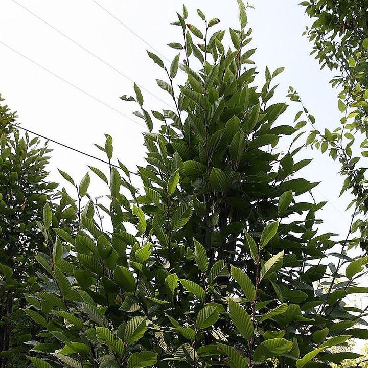 Carpinus betulus 'Fastigiata' ~ Upright European Hornbeam