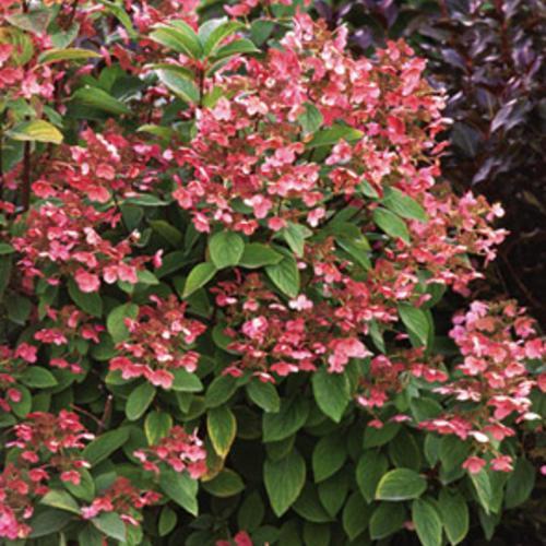 Hortensia paniculata 'Bulk' PP16,812 ~ Hortensia Quick Fire®