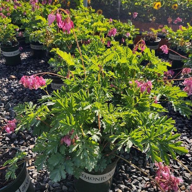 Dicentra formosa 'Luxuriant' ~ Luxuriant Bleeding Heart