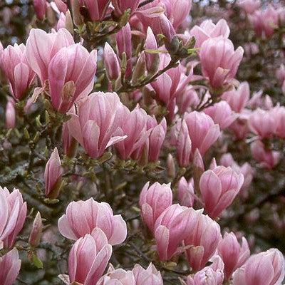 Magnolia x soulangeana ~ Saucer Magnolia