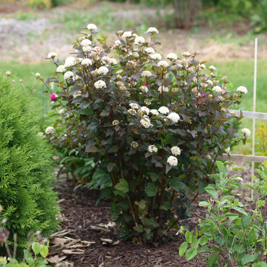 Physocarpus opulifolius 'Monlo' ~ Diablo® Ninebark