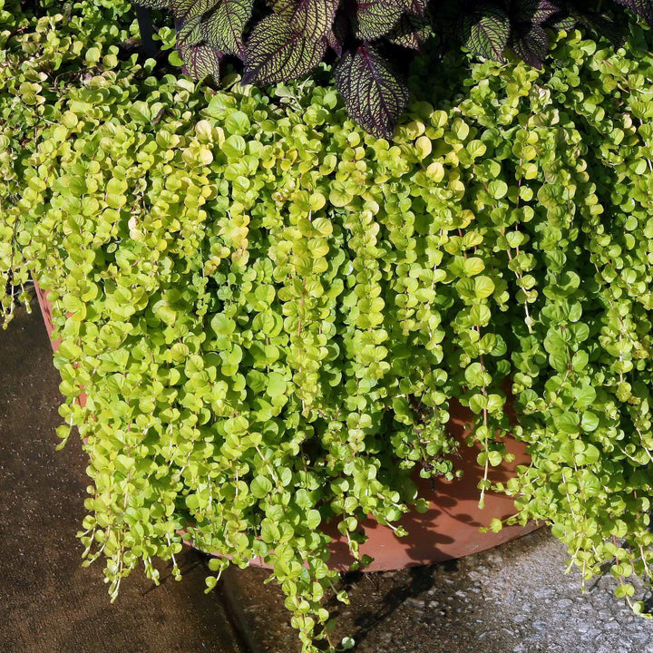 Lysimachia nummularia 'Aurea' ~ Golden Creeping Jenny