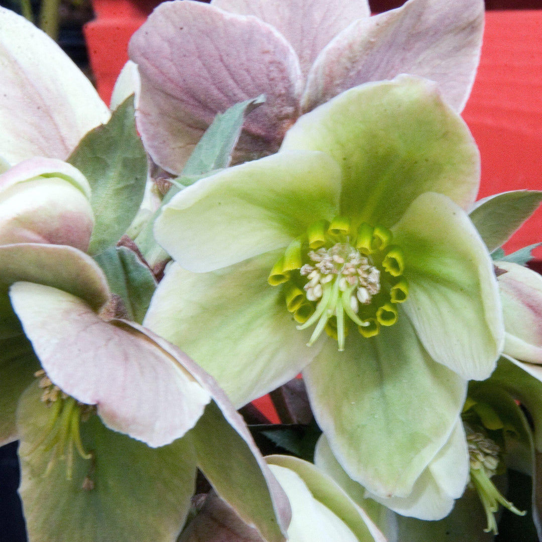 Helleborus 'Walhelivor' ~ Ivory Prince Lenten Rose