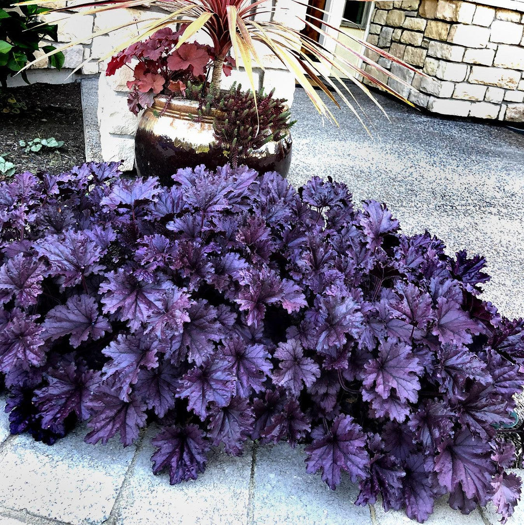 Heuchera x 'TNHEUFP' ~ Forever® Purple Coral Bells