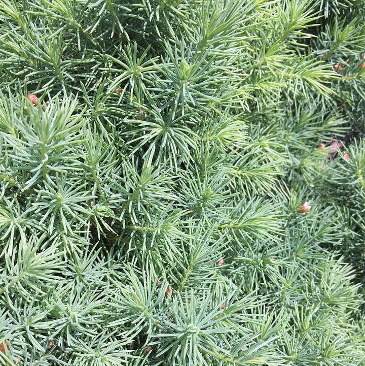 Picea glauca 'Conica' ~ Dwarf Alberta Spruce