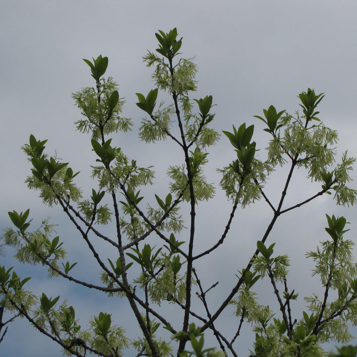 Chionanthus retusus 'Torre de Tokio' ~ Árbol marginal de la Torre de Tokio