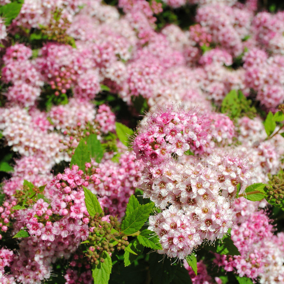 Spiraea japonica 'Shirobana' ~ Shirobana Spirea