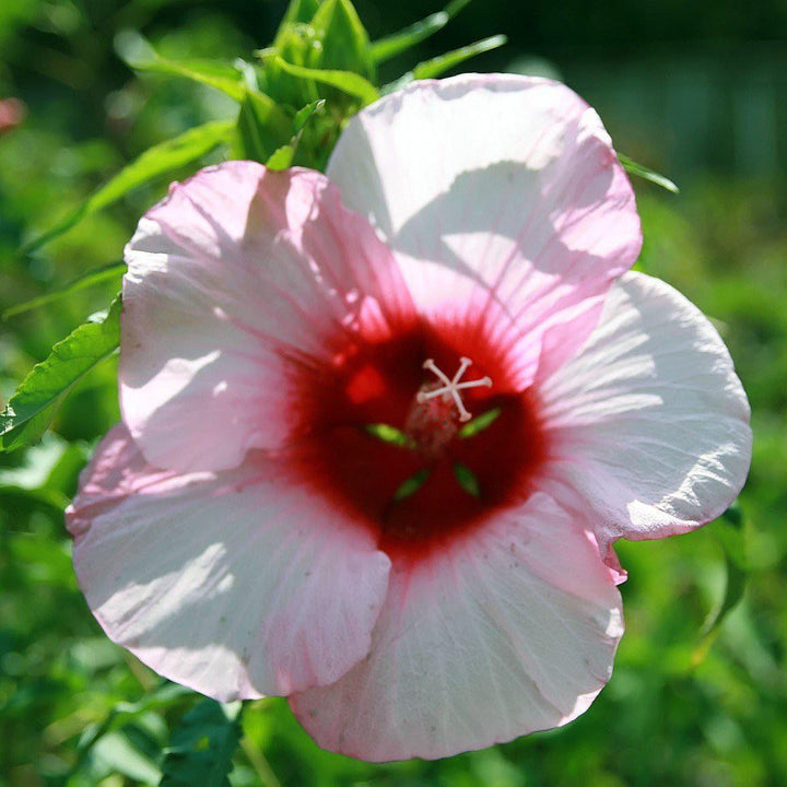 Hibiscus 'Lady Baltimore' ~ Lady Baltimore Hibiscus