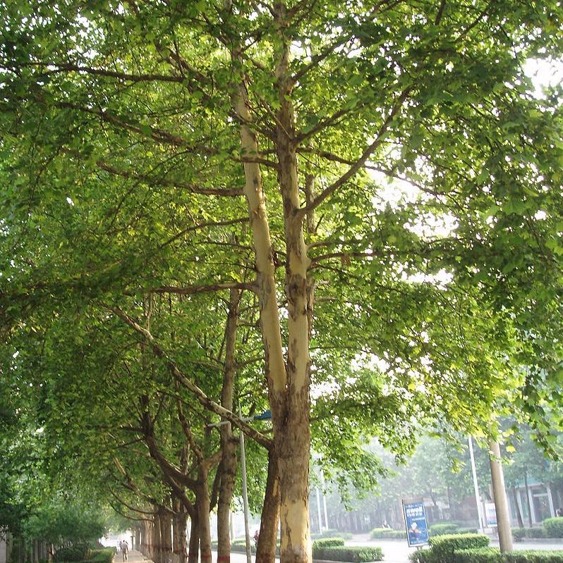 Platanus acerifolia 'Morton Circle' ~ EXCLAMATION!™ London Planetree