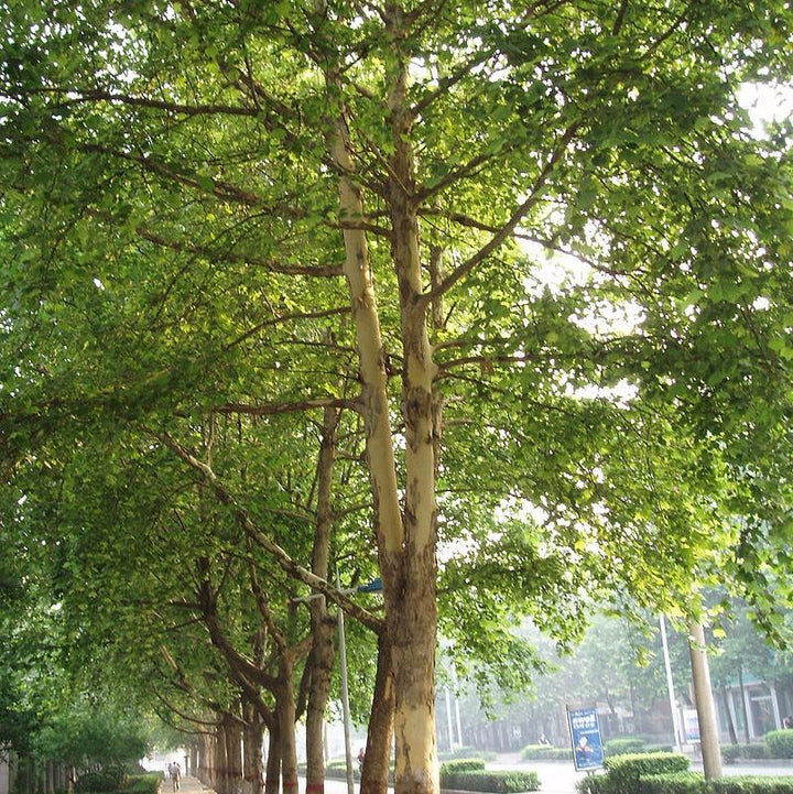 Platanus acerifolia 'Morton Circle' ~ EXCLAMATION!™ London Planetree