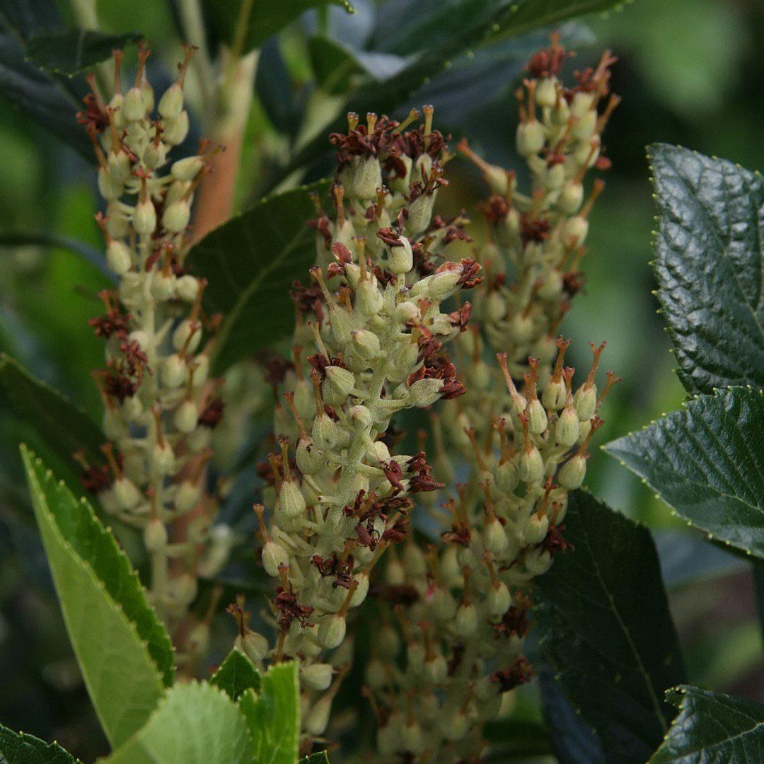 Clethra alnifolia 'Sixteen Candles' ~ Sixteen Candles Summersweet