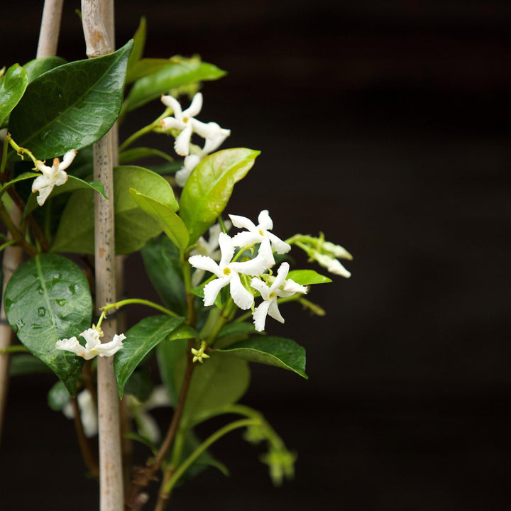 Trachelospermum jasminoides ~ Confederate Jasmine, Star Jasmine