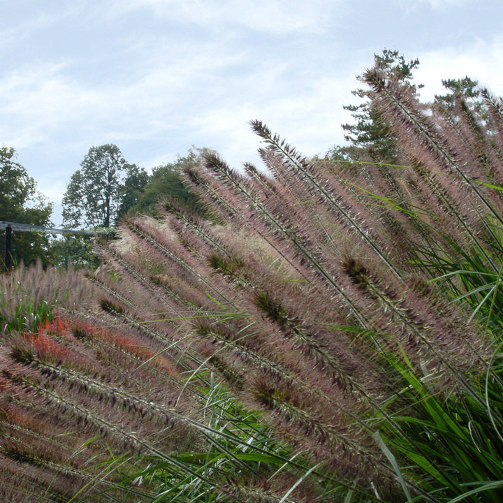 Pennisetum alopecuroides 'Moudry' ~ Moudry Fountain Grass