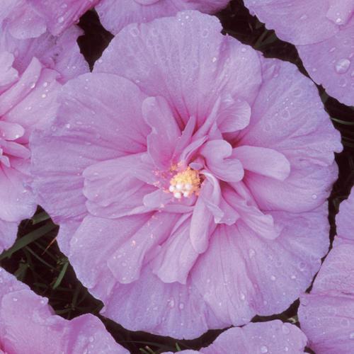 Hibiscus syriacus 'Notwoodone' ~ Lavender Chiffon® Rosa de Sharon