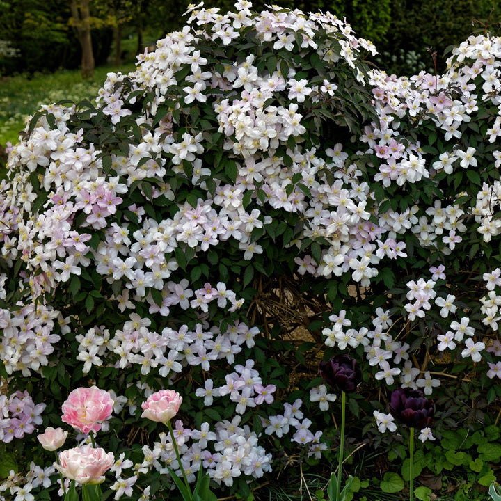 Clematis montana 'Rubens' ~ Rubens Anemone Clematis