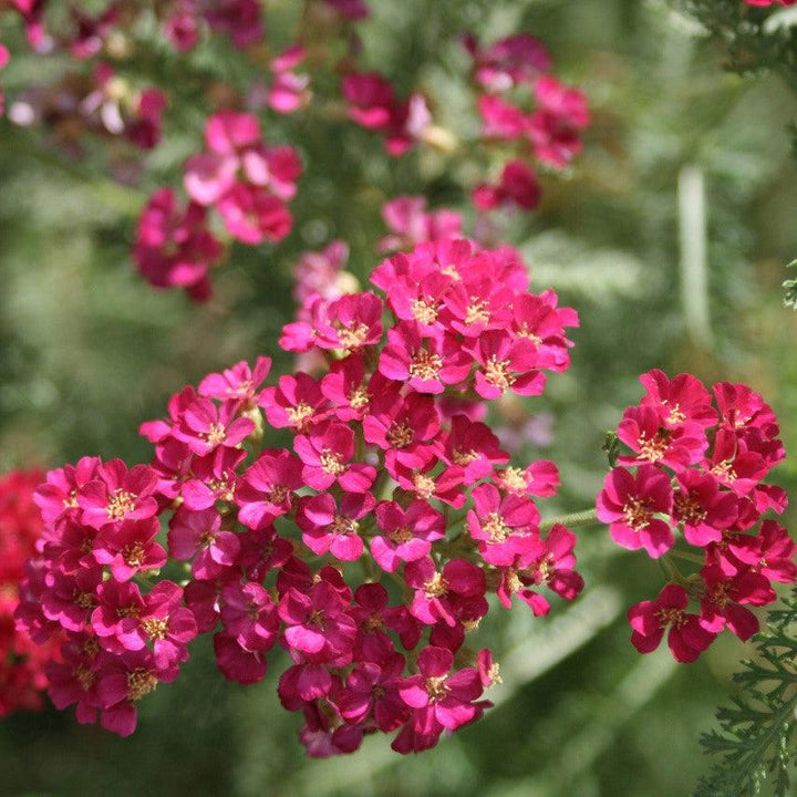 Achillea millefolium 'Balvinred' PP25618~ New Vintage™ Red Yarrow