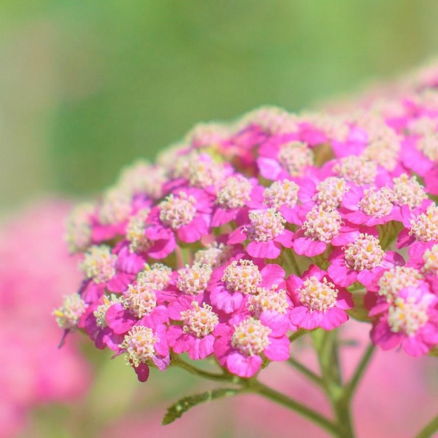 Achillea millefolium 'Oertel's Rose' ~ Oertel's Rose Yarrow